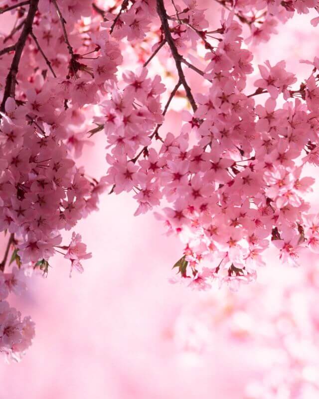 VKX2023 The Asian Experience Cherry Blossoms
