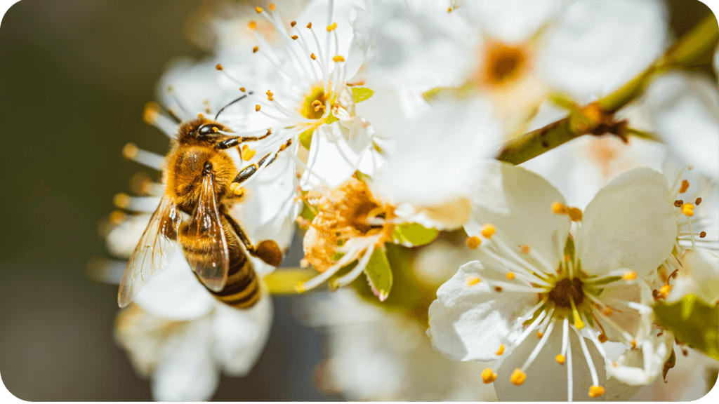 bee pollinating flower